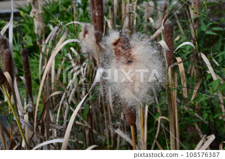 Cattail: The ears of a perennial flowering plant are blown away by the wind. Cattail: The ears of a perennial flowering plant are blown away by the wind. 108576387
