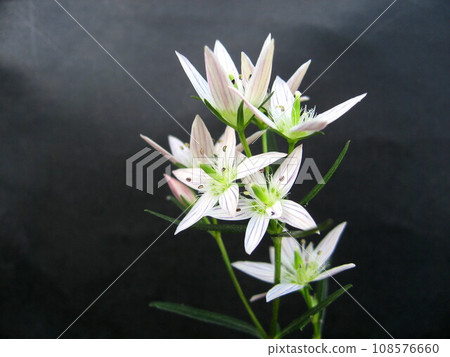 一朵美麗而樸素的盛開的花 108576660