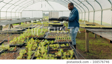 Greenhouse, tray and black man with plants, farm and harvest organic vegetables. Agriculture, nursery and African person in garden for ecology, growth of food and sustainability in small business Greenhouse, tray and black man with plants, farm and harvest organic vegetables. Agriculture, nursery and African person in garden for ecology, growth of food and sustainability in small business 108576746