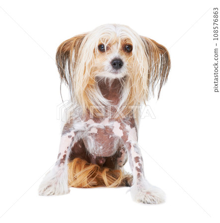 Chinese Crested dog, studio and white background for pet care, health and isolated by wellness. Canine animal, puppy and face with natural fur coat with rescue for safety, pedigree and adoption 108576863