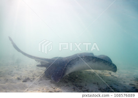 Stingray, swimming and floor of ocean for sea life with underwater beauty and digging sand to feed or rest. Nature, wildlife and coral reef with exploration, marine conservation and eco protection 108576889
