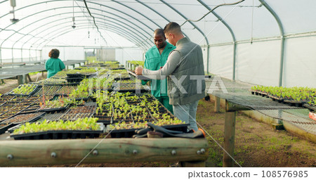 Greenhouse, agriculture and farm employees with plants to check growth, quality assurance and food production. Sustainable business, agro farming and vegetable supplier in market inspection together. 108576985