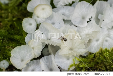 Delicatula integrella fungi bunch close up among moss 108577075