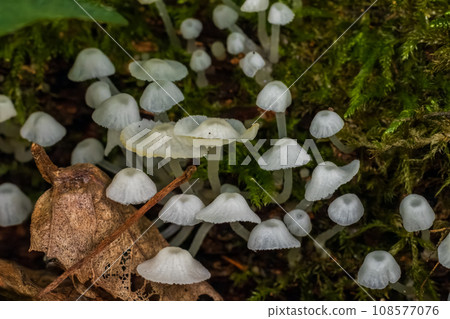 Delicatula integrella fungi bunch close up among moss Delicatula integrella fungi bunch close up among moss 108577076