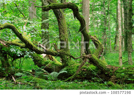 Old broken oak tree moss wrapped in sumertime  108577198