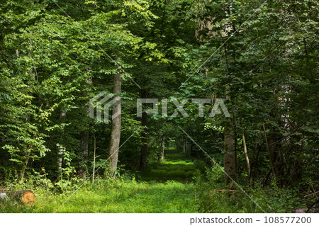 Dirt road crossing summertime forest in sun 108577200