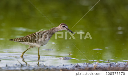 Wood Sandpiper (Tringa glareola) looking for food Wood Sandpiper (Tringa glareola) looking for food 108577370