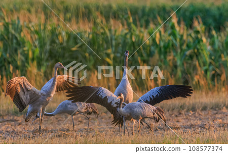 Cranes family (Grus grus) in summertime sunset light 108577374