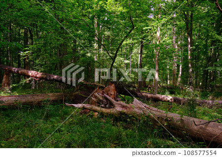 Moss wrapped part of broken hornbean lying 108577554