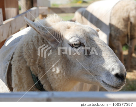 Aichi Farm Sheep 108577597