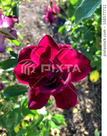 Red-purple roses that shine against the blue sky Red-purple roses that shine against the blue sky 108577711