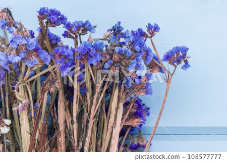 Dry flowers are in front of blue wall, close up 108577777