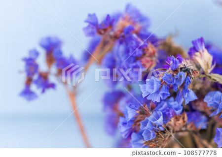 Dry blue flowers macro photo with selective soft focus 108577778