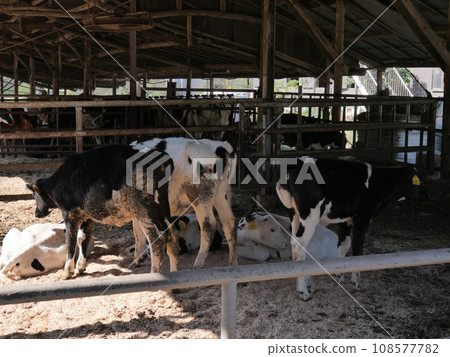 Aichi ranch cattle 108577782