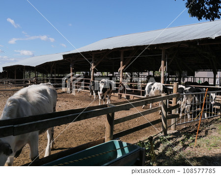Aichi ranch cattle Aichi ranch cattle 108577785
