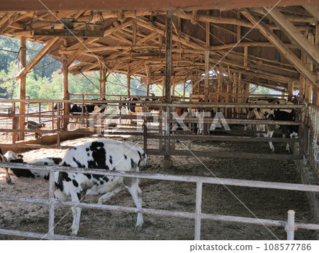 Aichi ranch cattle 108577786