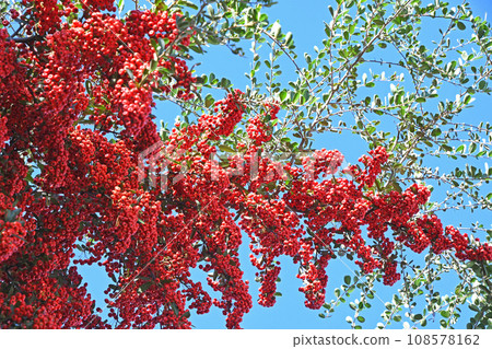 Pyracantha fruit 108578162