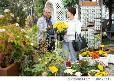 Elderly man and a woman buy a chrysanthemum plant at an open-air market Elderly man and a woman buy a chrysanthemum plant at an open-air market 108578319