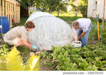 Elderly couple sets a greenhouse at a garden plot Elderly couple sets a greenhouse at a garden plot 108578341