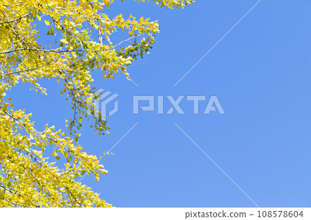 Ginkgo biloba Ginkgo biloba 108578604