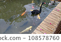 水中生物及動物 108578760