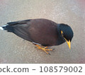 鳥 近照特寫 108579002
