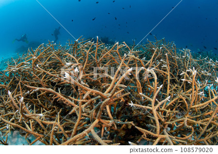 Staghorn coral at Racha Noi island dive site in Phuket, Thailand 108579020