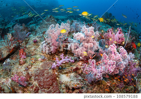 Beautiful pink soft coral on pinnacle rock in Andaman Sea Beautiful pink soft coral on pinnacle rock in Andaman Sea 108579188