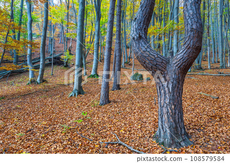 A forest of deciduous trees in the autumn season. A forest of deciduous trees in the autumn season. 108579584