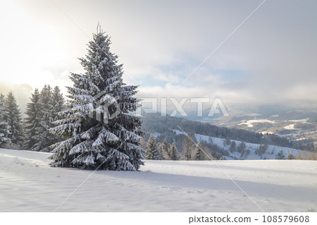 Snowy spruce in the foreground of the winter landscape. Snowy spruce in the foreground of the winter landscape. 108579608