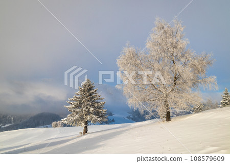 Snowy trees in the foreground of the winter landscape. 108579609