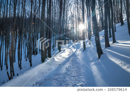View of winter landscape with snowy forests. View of winter landscape with snowy forests. 108579614
