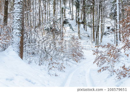 Trail through winter landscape with snow-covered trees. 108579651