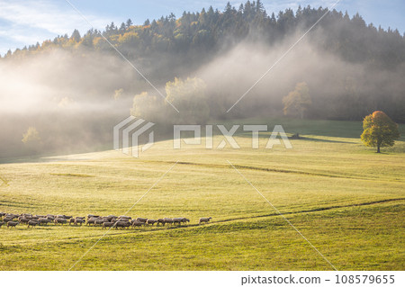 A herd of grazing sheep on a meadow. 108579655