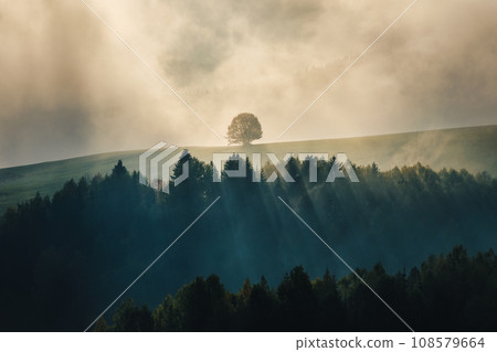Lonely tree in autumn misty mountainous landscape. 108579664