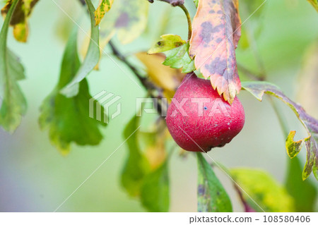 Ripe red hawthorn berries Hawthorn berries are herbs with medicinal properties Ripe red hawthorn berries Hawthorn berries are herbs with medicinal properties 108580406