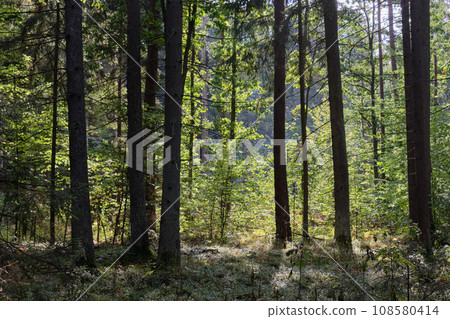 Shady mixed tree stand in morning with spruce trees Shady mixed tree stand in morning with spruce trees 108580414