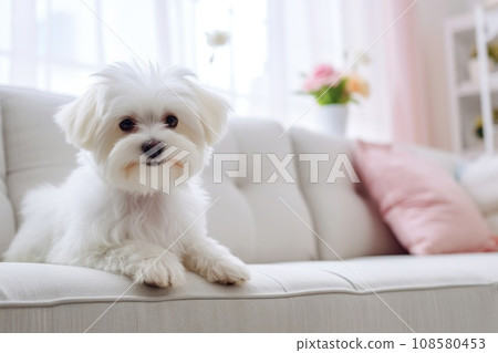 Adorable purebred white Maltese dog sitting on white couch in modern and stylish light interior. Close up. Copy space. Pedigree dog. Cute puppy. Beautiful interior. Banner, advertisement, poster. Adorable purebred white Maltese dog sitting on white couch in modern and stylish light interior. Close up. Copy space. Pedigree dog. Cute puppy. Beautiful interior. Banner, advertisement, poster. 108580453