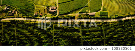 aerial view of neatly arranged vineyard rows in a wine-producing region . Generative AI aerial view of neatly arranged vineyard rows in a wine-producing region . Generative AI 108580501