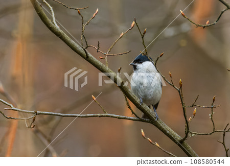 Willow tit (Poecile montanus) closeup in spring sitting on tree trunk 108580544