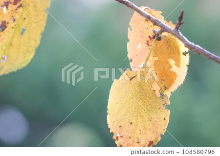 The yellow leaves of the cherry blossoms shine in the late autumn light.The cherry blossom leaves remain on the branches and fall when they are ready to bud in winter. 108580796