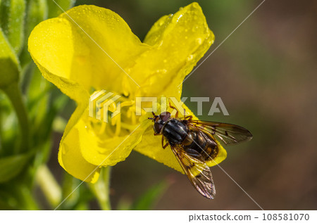 Syrphide family insect on yellow flower closeup 108581070