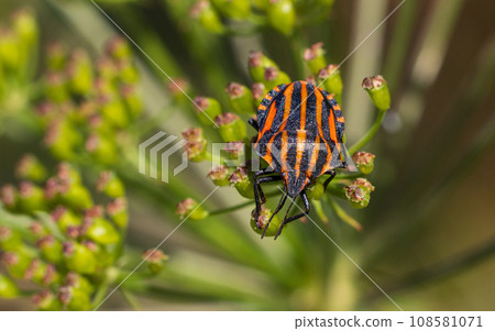 Single Minstrel Bug (Graphosoma italicum) closeup on plant 108581071