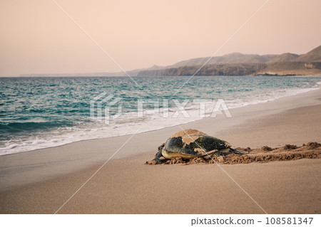 Huge Green Turtle heading back to ocean 108581347