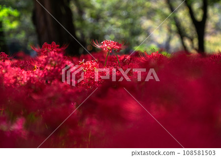 [埼玉縣] 秋天盛開的紅蜘蛛百合 108581503