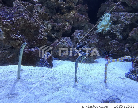 中國鰻魚 中國鰻魚 108582535