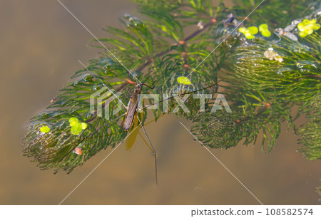 A closeup shot of Gerris lacustris or common pond skater 108582574