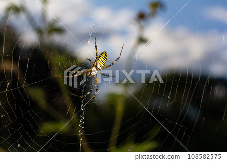 Closeup of exotic striped argiope bruennichi orb web spider sitting on cobweb against blurred background in daytime Closeup of exotic striped argiope bruennichi orb web spider sitting on cobweb against blurred background in daytime 108582575