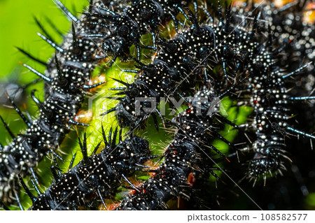 caterpillars of a European peacock butterfly on green leaves they feed on caterpillars of a European peacock butterfly on green leaves they feed on 108582577