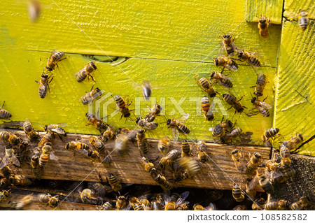 Yellow hive of bees close up, Many bees at the entrance to the hive on a sunny day Yellow hive of bees close up, Many bees at the entrance to the hive on a sunny day 108582582